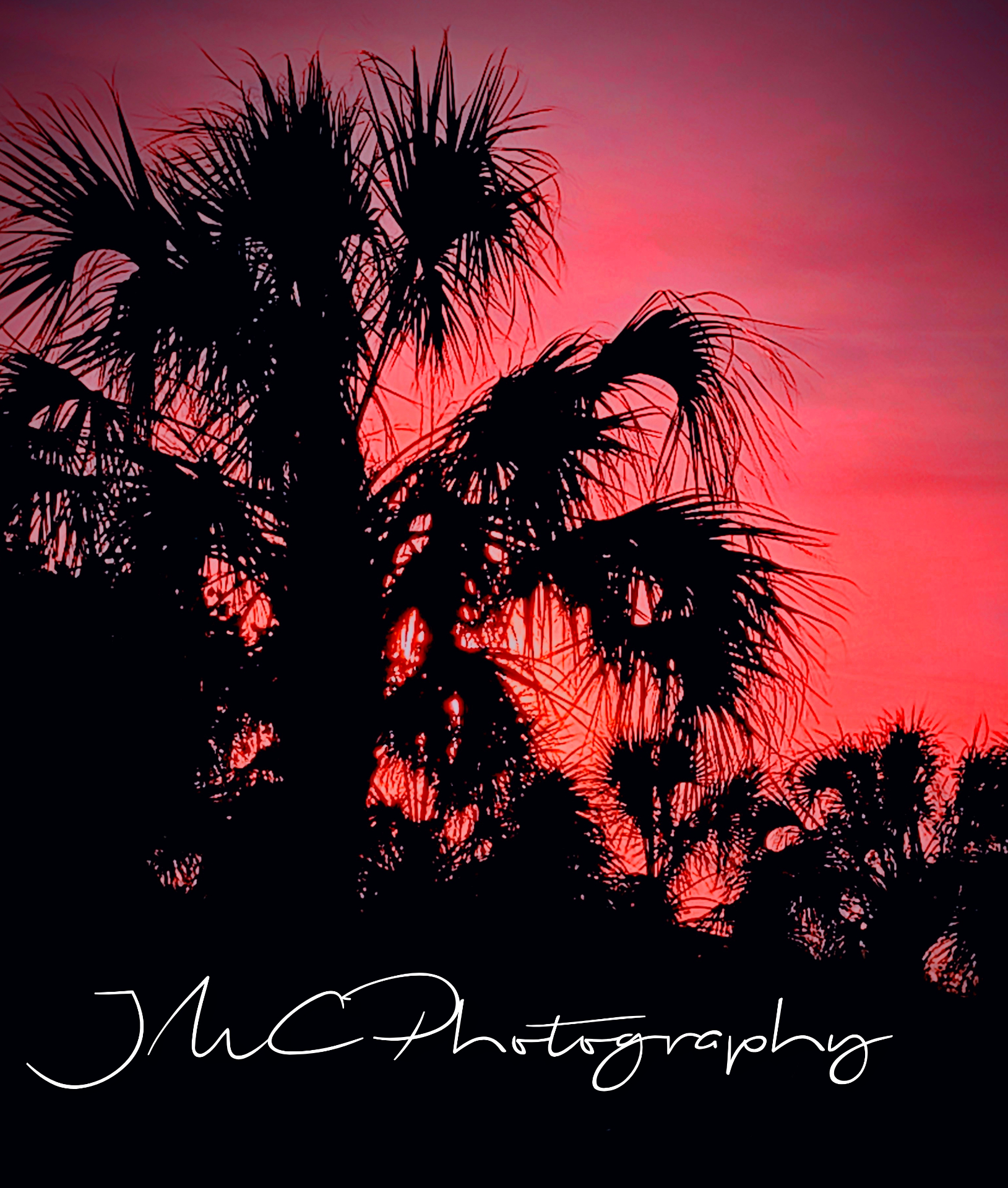 Palm silhouettes against a crimson sunset